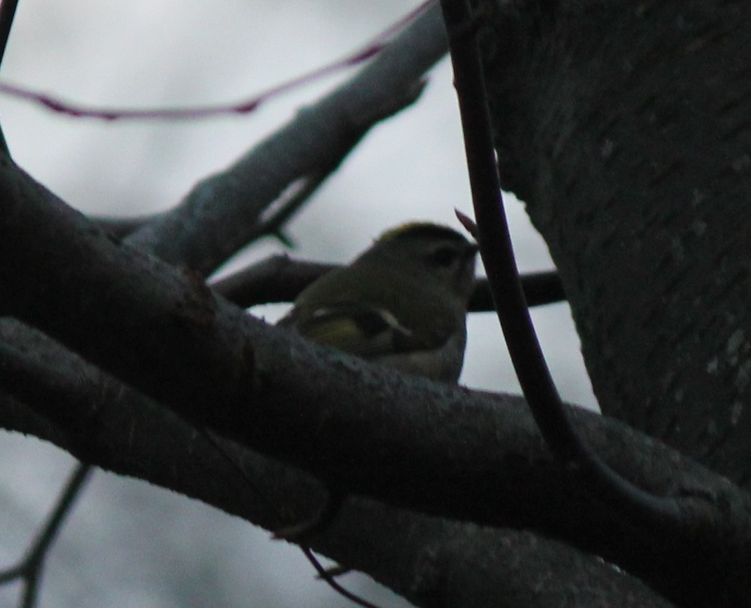 Golden-crowned Kinglet - ML41109341