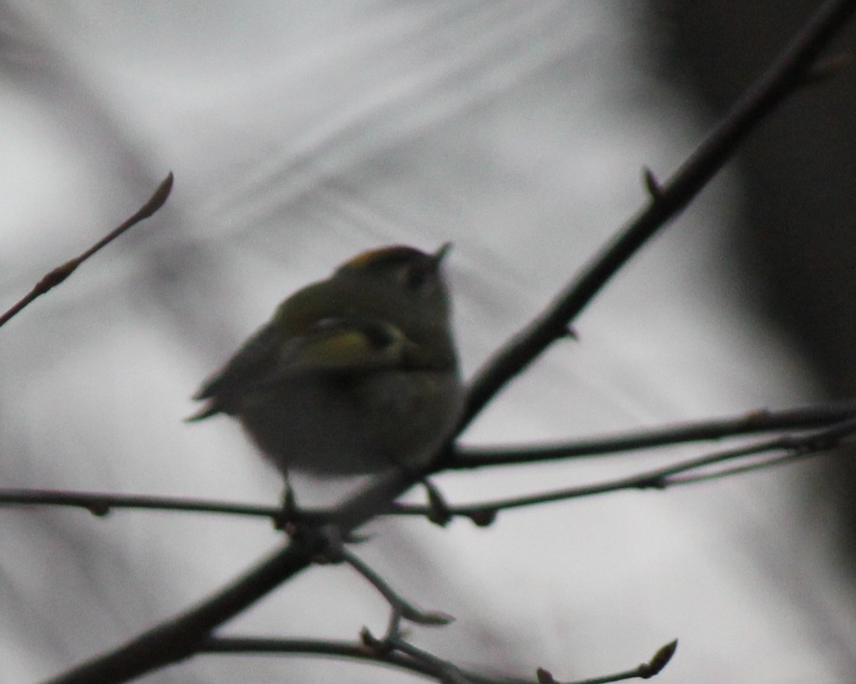 Golden-crowned Kinglet - ML41109351