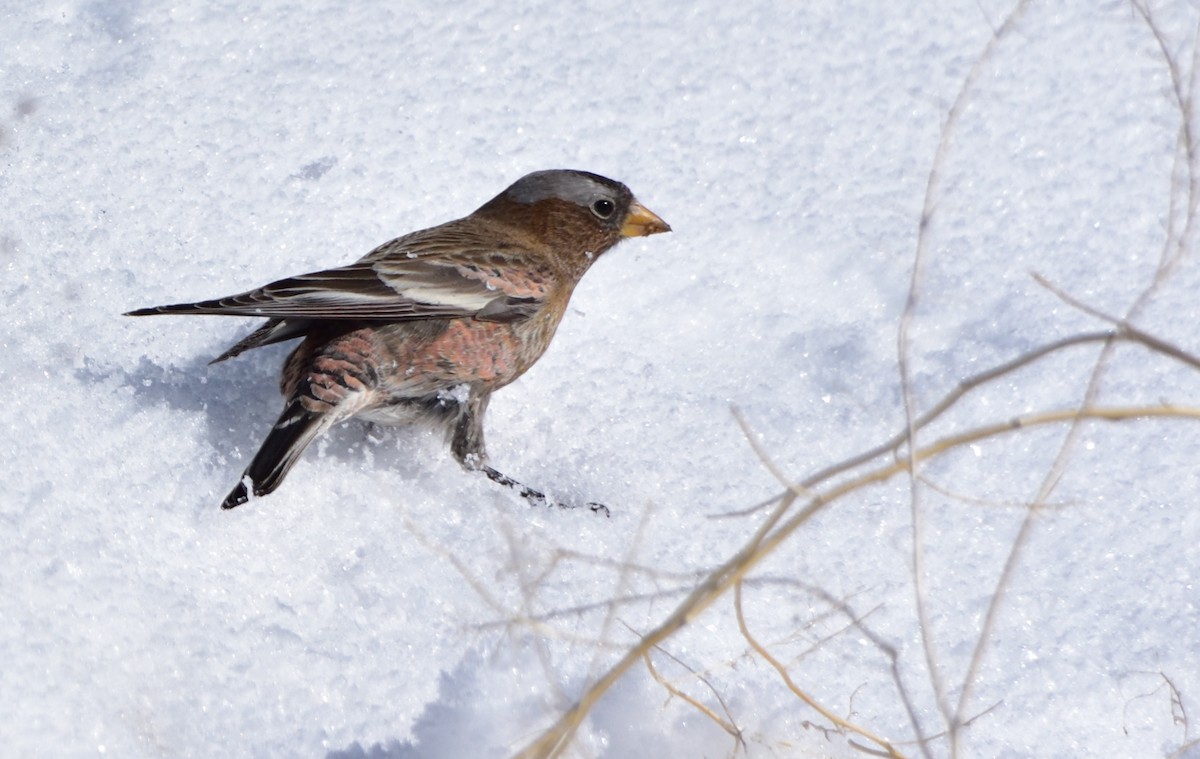 Gray-crowned Rosy-Finch - Don Weber