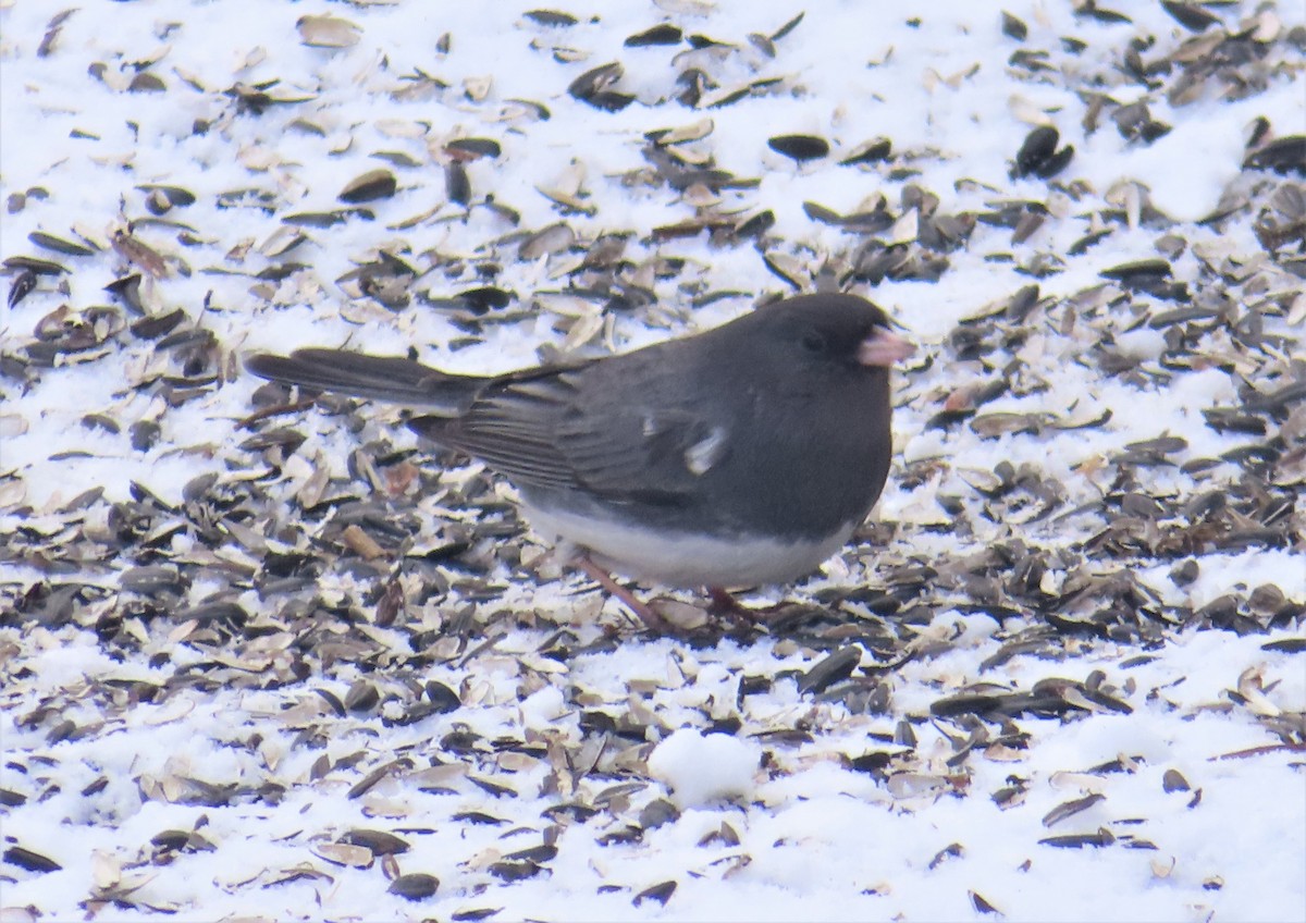 strnadec zimní (ssp. hyemalis/carolinensis) - ML411095731