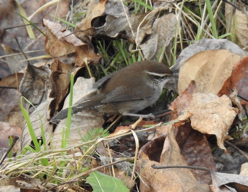 Bewick's Wren - ML411096191