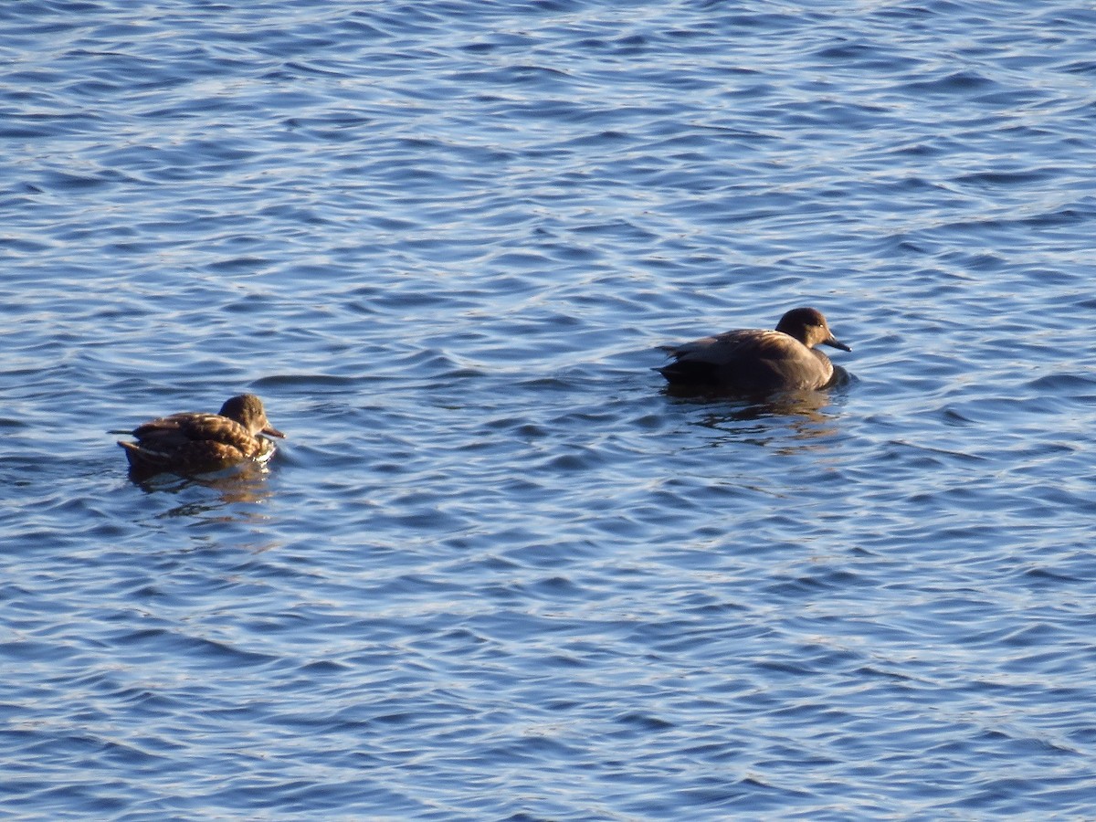 Gadwall - ML411096831