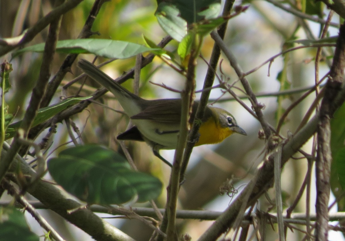 Yellow-breasted Chat - ML411097511