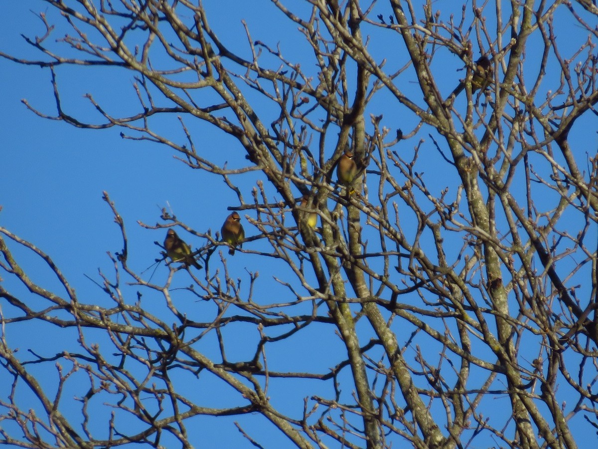 Cedar Waxwing - ML411098561