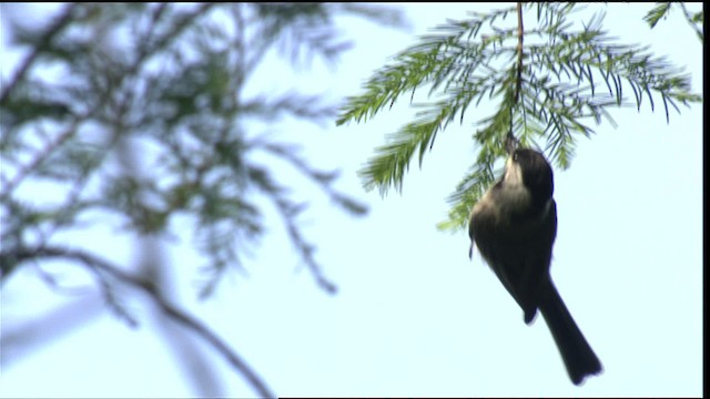 Poecile sp. - ML411099