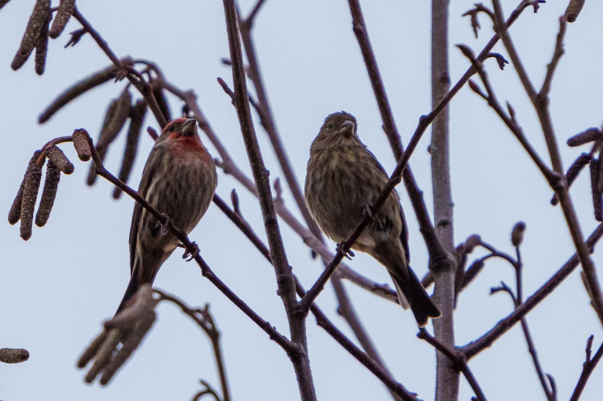 House Finch - ML411099711