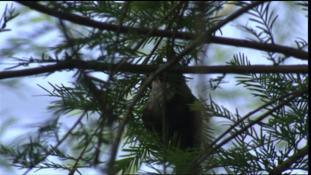 Poecile sp. - ML411100