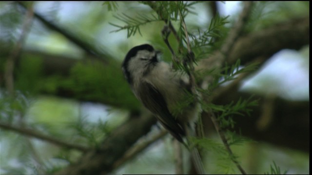 Poecile sp. - ML411102