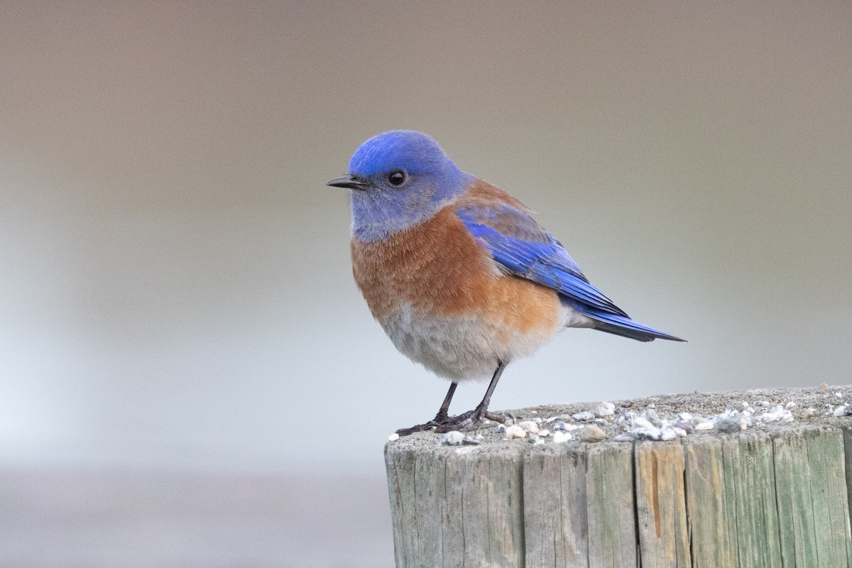 Western Bluebird - ML411102031