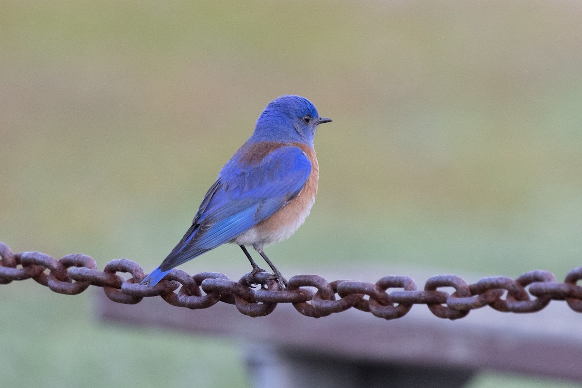 Western Bluebird - ML411102051