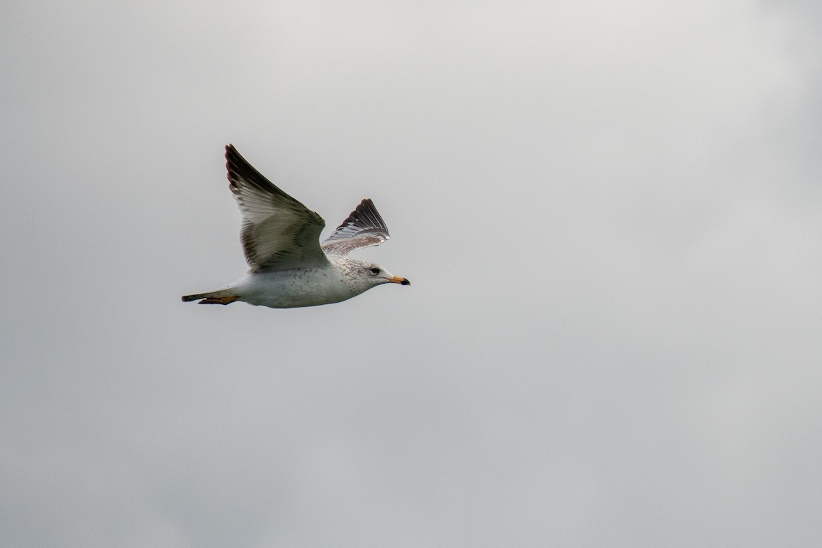 Ring-billed Gull - ML411104581