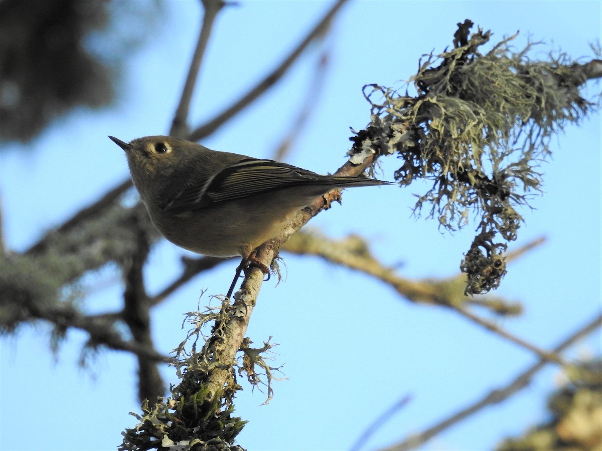 Ruby-crowned Kinglet - ML411105581