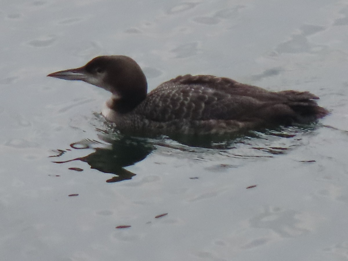 Common Loon - Bruce Toews