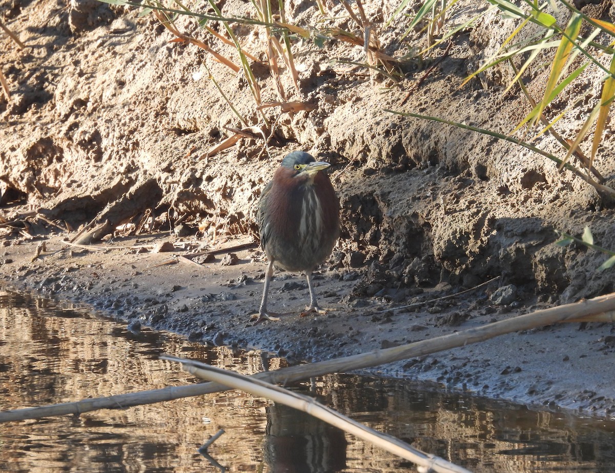 Green Heron - ML411107731