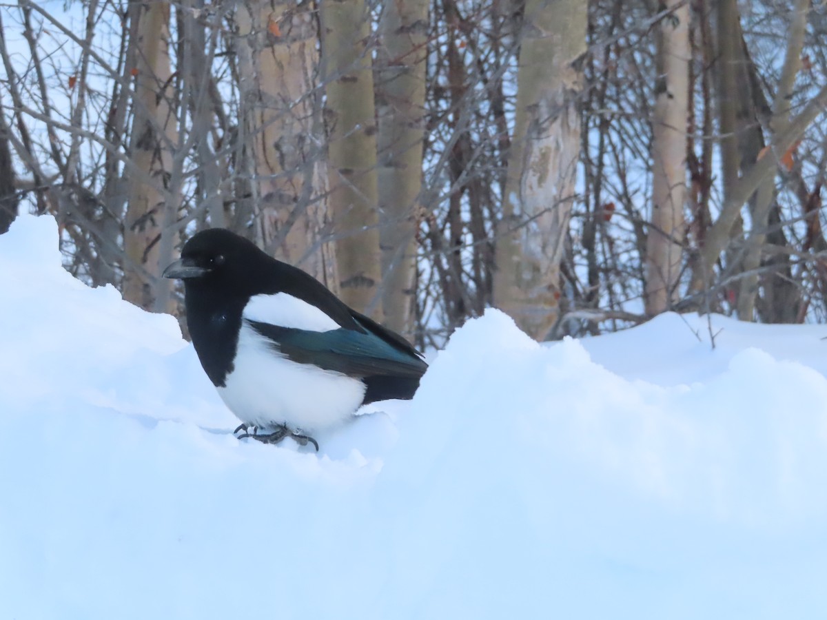 Black-billed Magpie - ML411108531