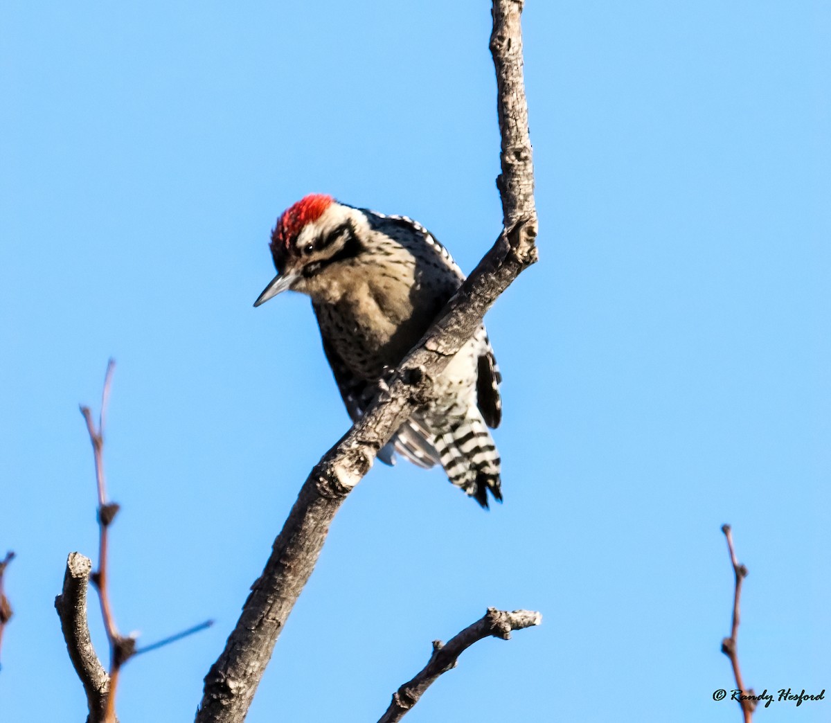 Ladder-backed Woodpecker - ML411109671