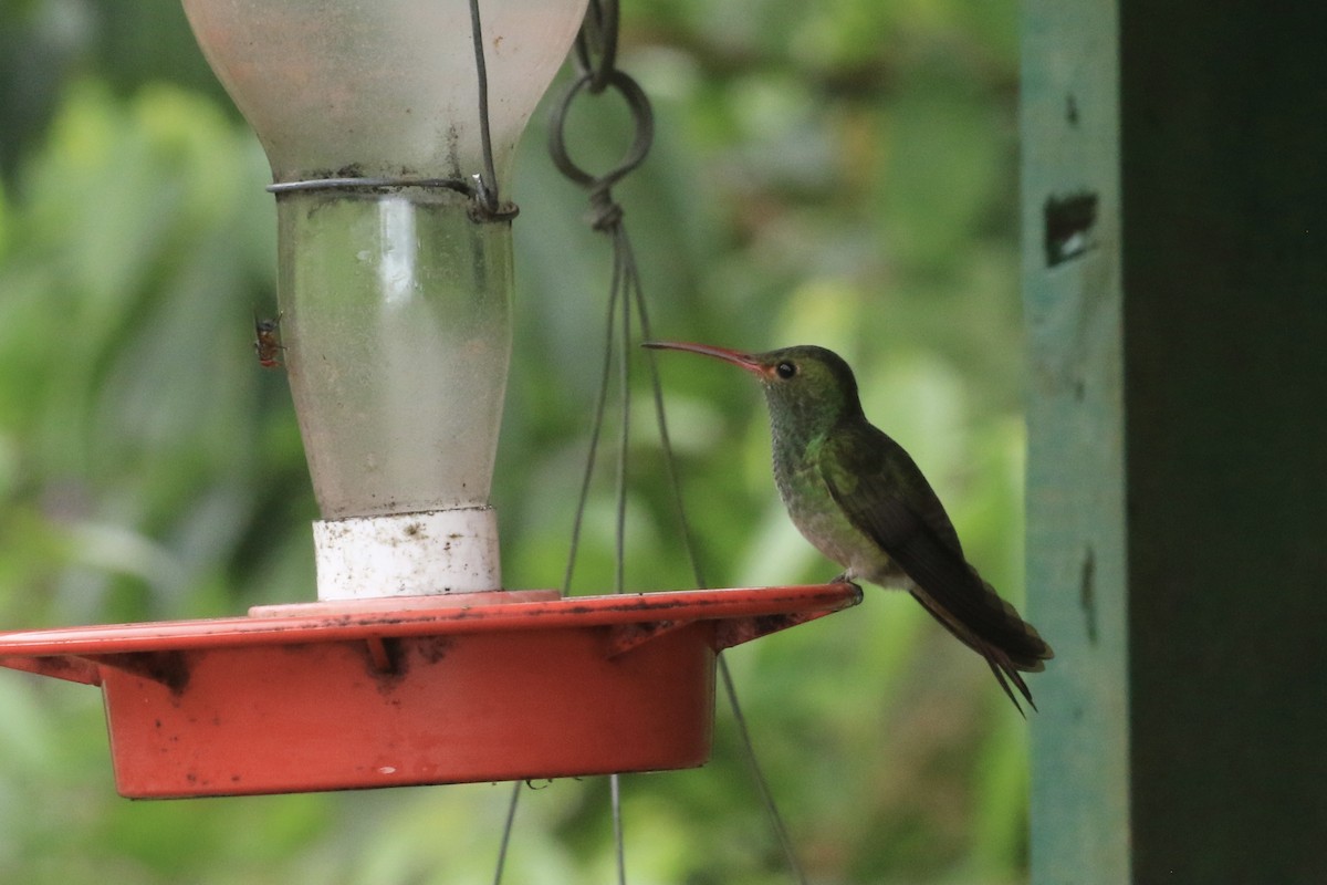 Rufous-tailed Hummingbird - ML411110951
