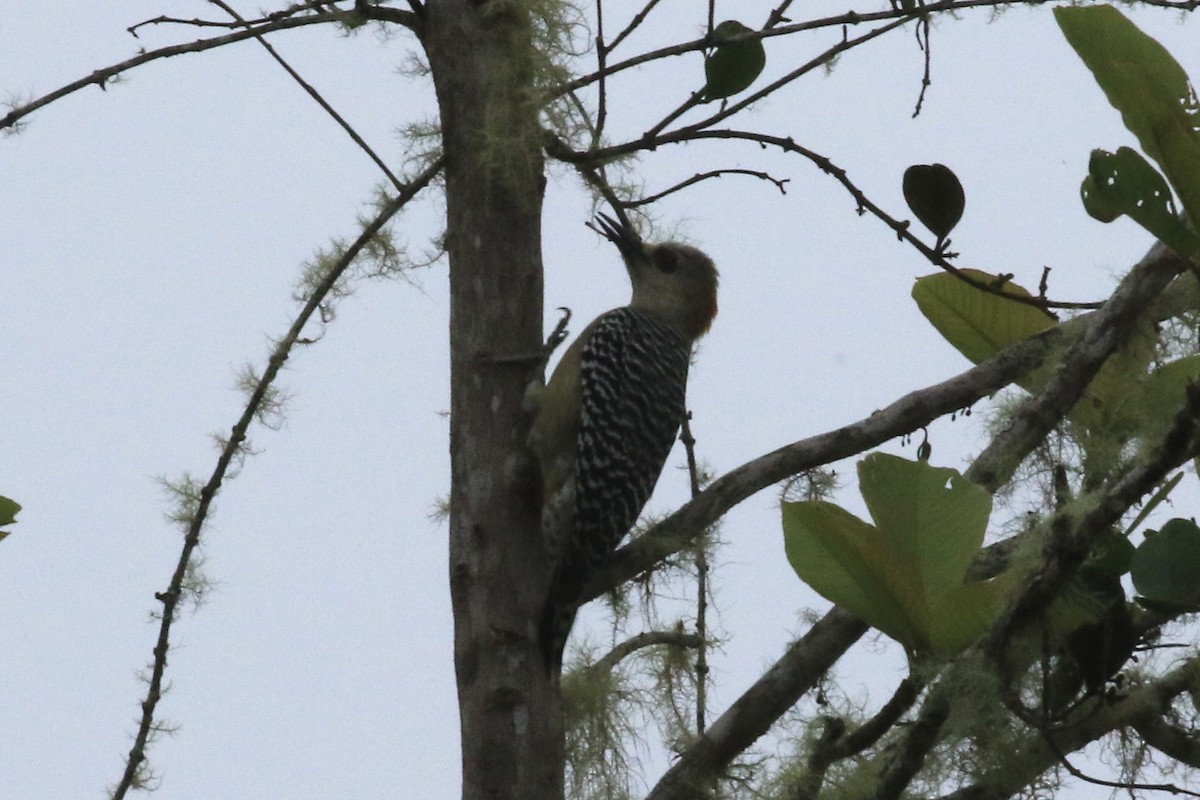 Red-crowned Woodpecker - ML411111061