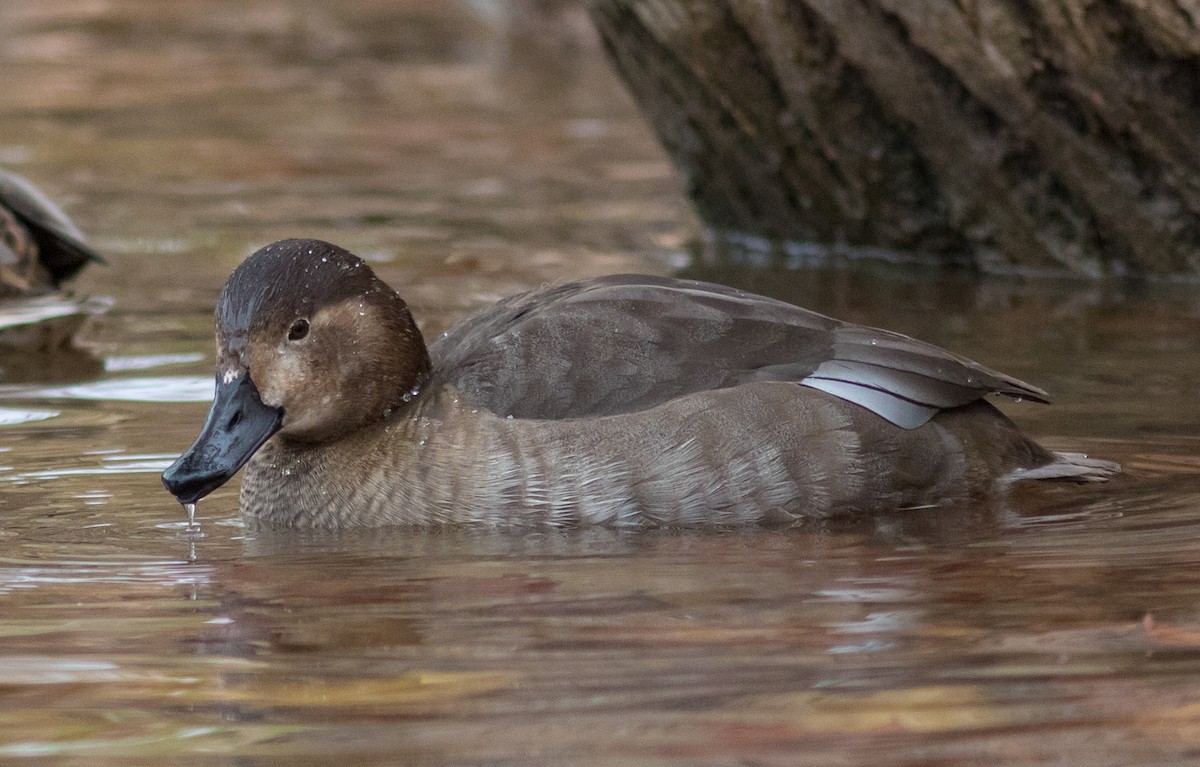 Redhead - ML411112351