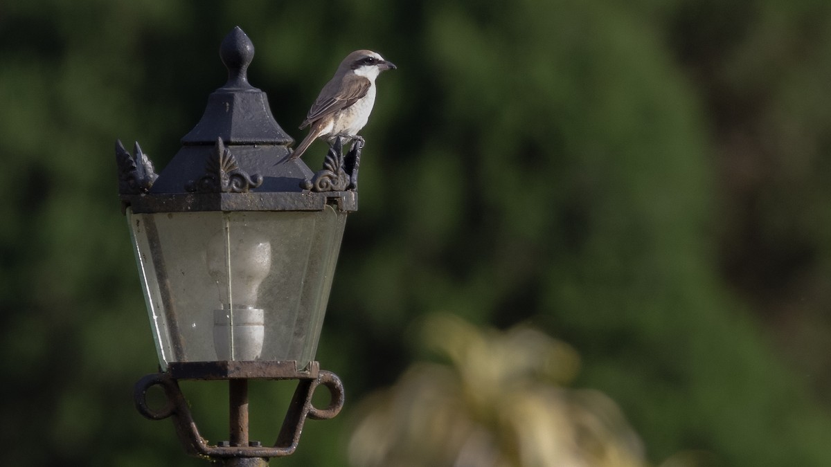 Brown Shrike - ML411115351