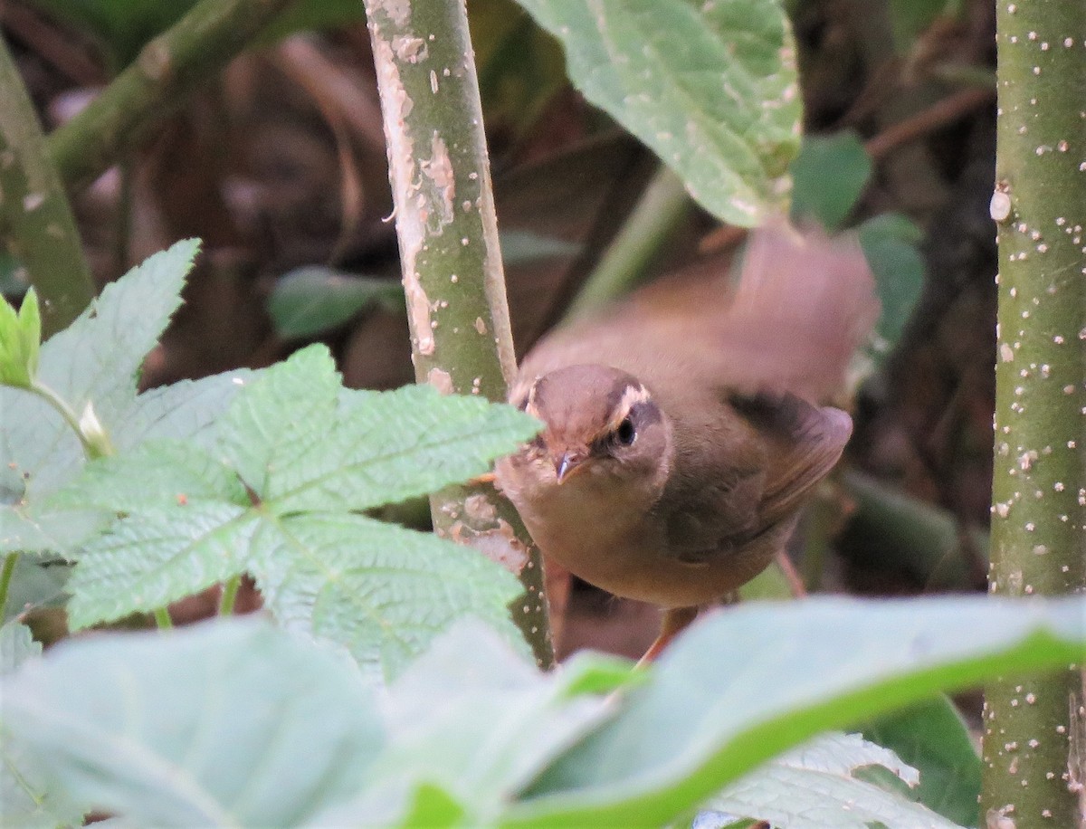 Radde's Warbler - ML411115491