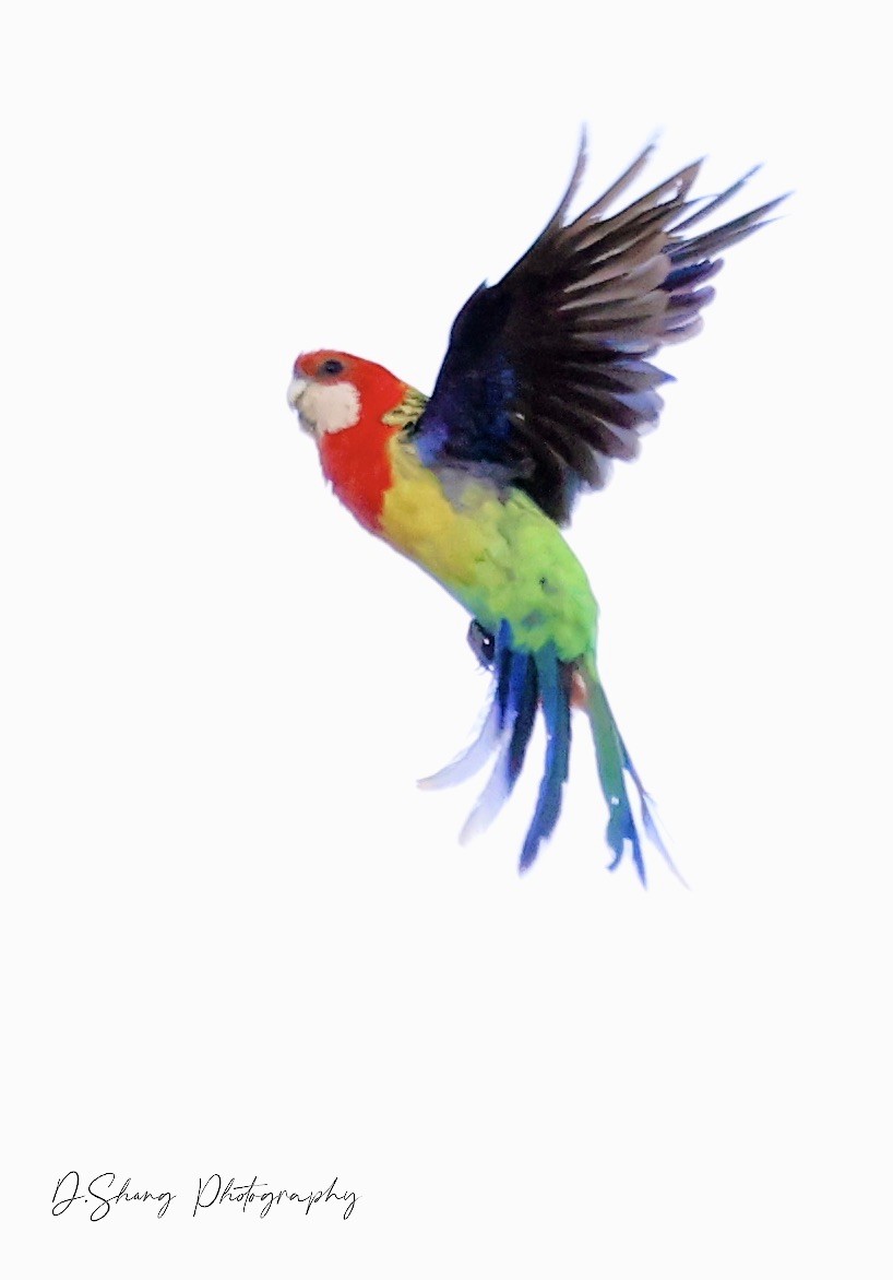 Eastern Rosella - ML411120411