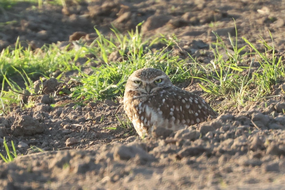 Burrowing Owl - ML411120531