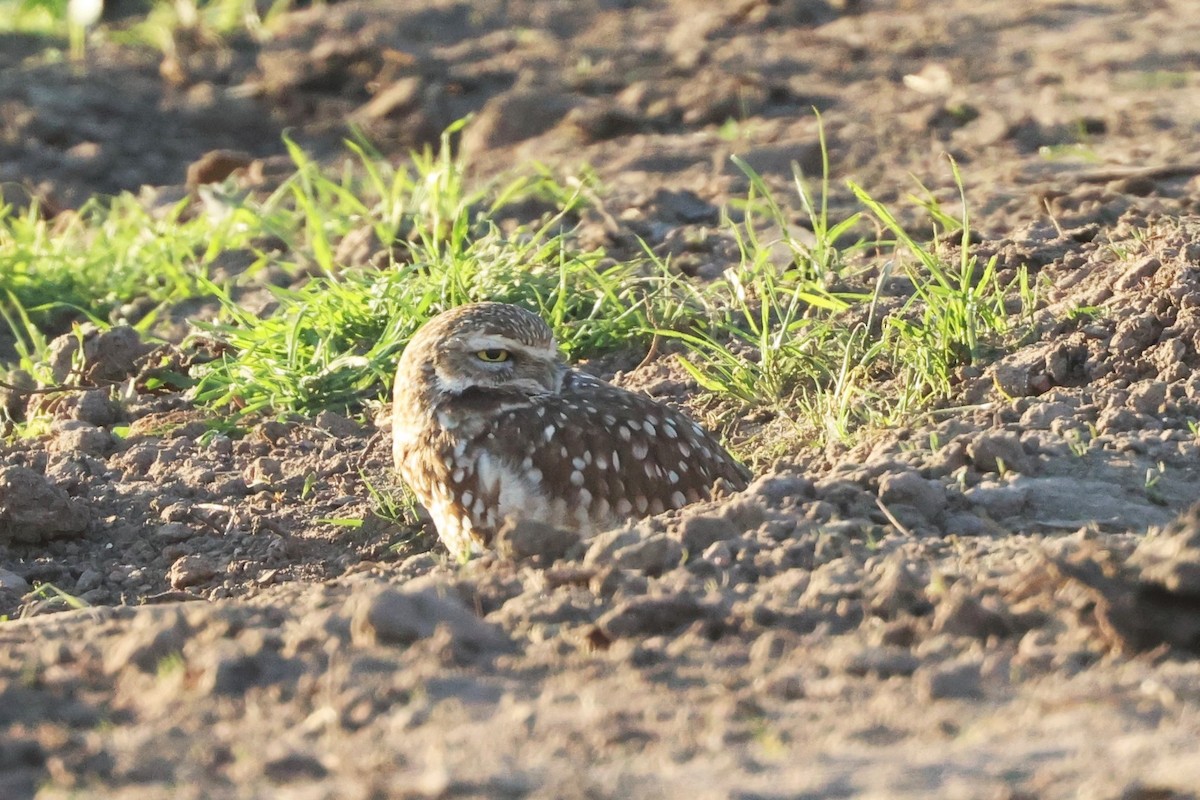 Burrowing Owl - ML411120561