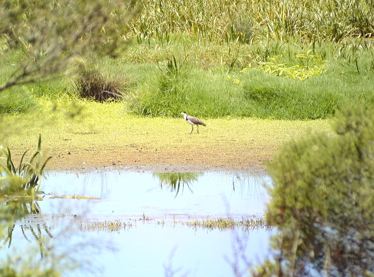 Masked Lapwing - ML411120881