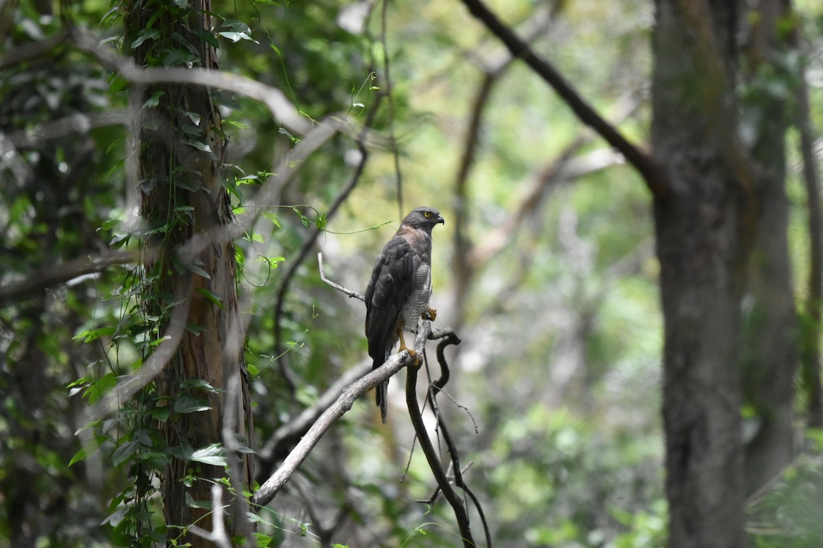 Brown Goshawk - ML411121231