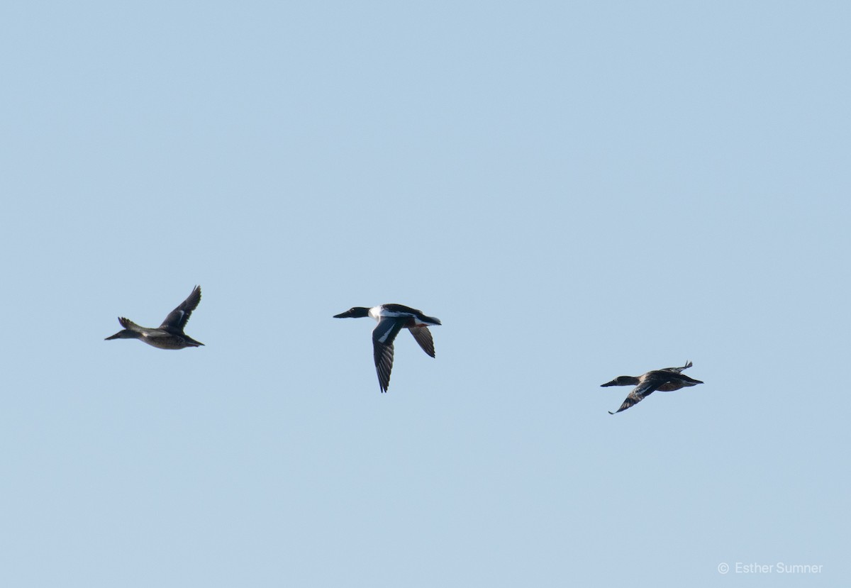 Northern Shoveler - Esther Sumner