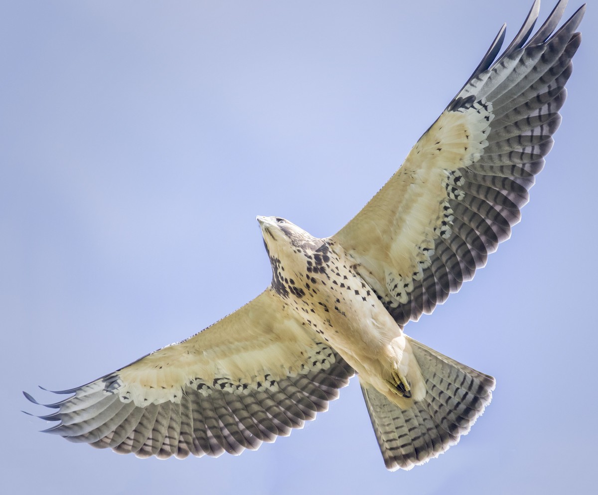 Swainson's Hawk - Mouser Williams