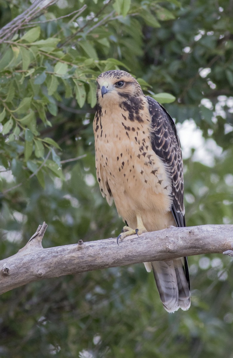 Swainson's Hawk - ML41112381