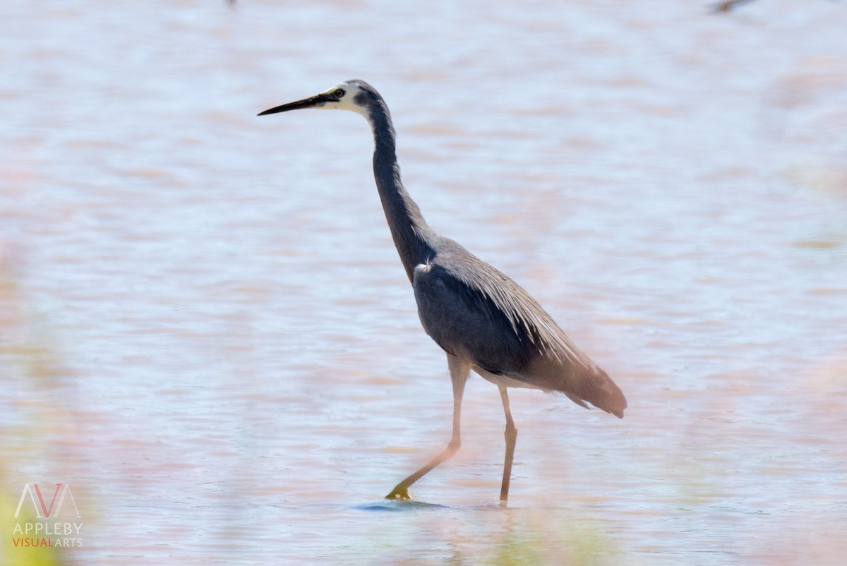 White-faced Heron - Rodney Appleby