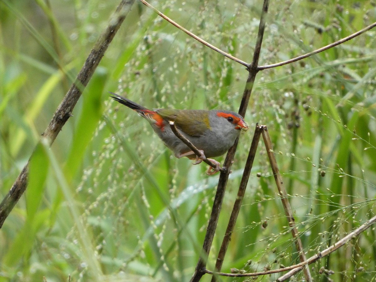 Red-browed Firetail - ML411124001