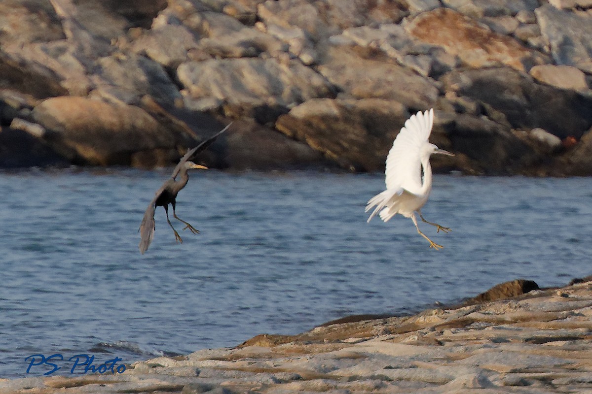 Pacific Reef-Heron - Pary  Sivaraman