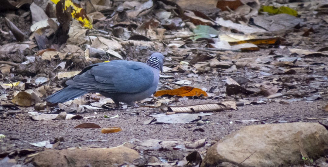 Sri Lanka Wood-Pigeon - ML411125631
