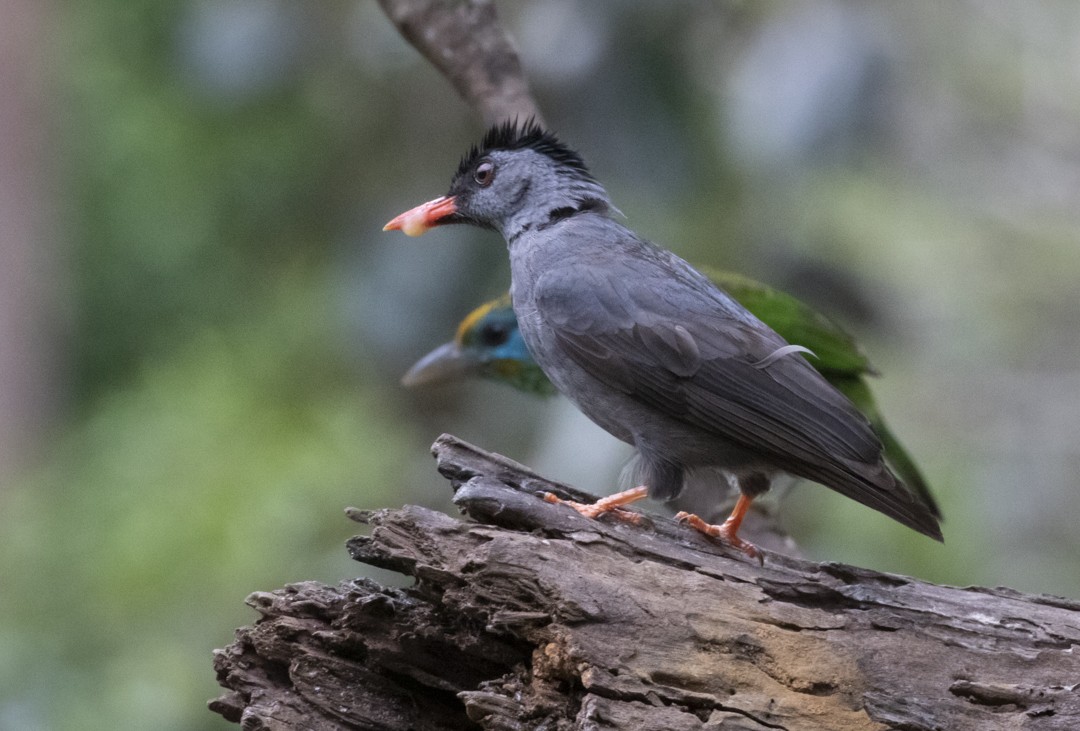 Bulbul de Los Ghats (humii) - ML411128491