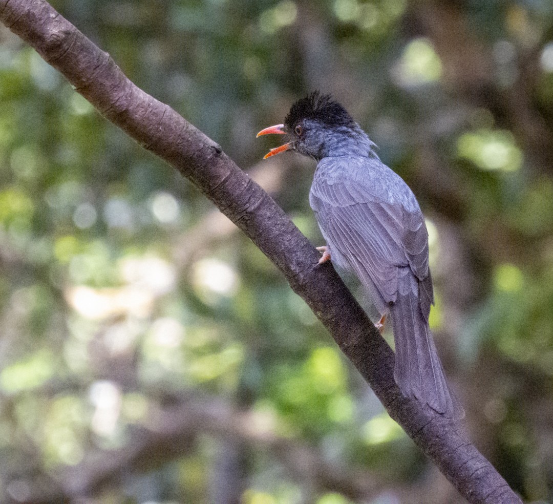 Square-tailed Bulbul (Sri Lanka) - ML411128511