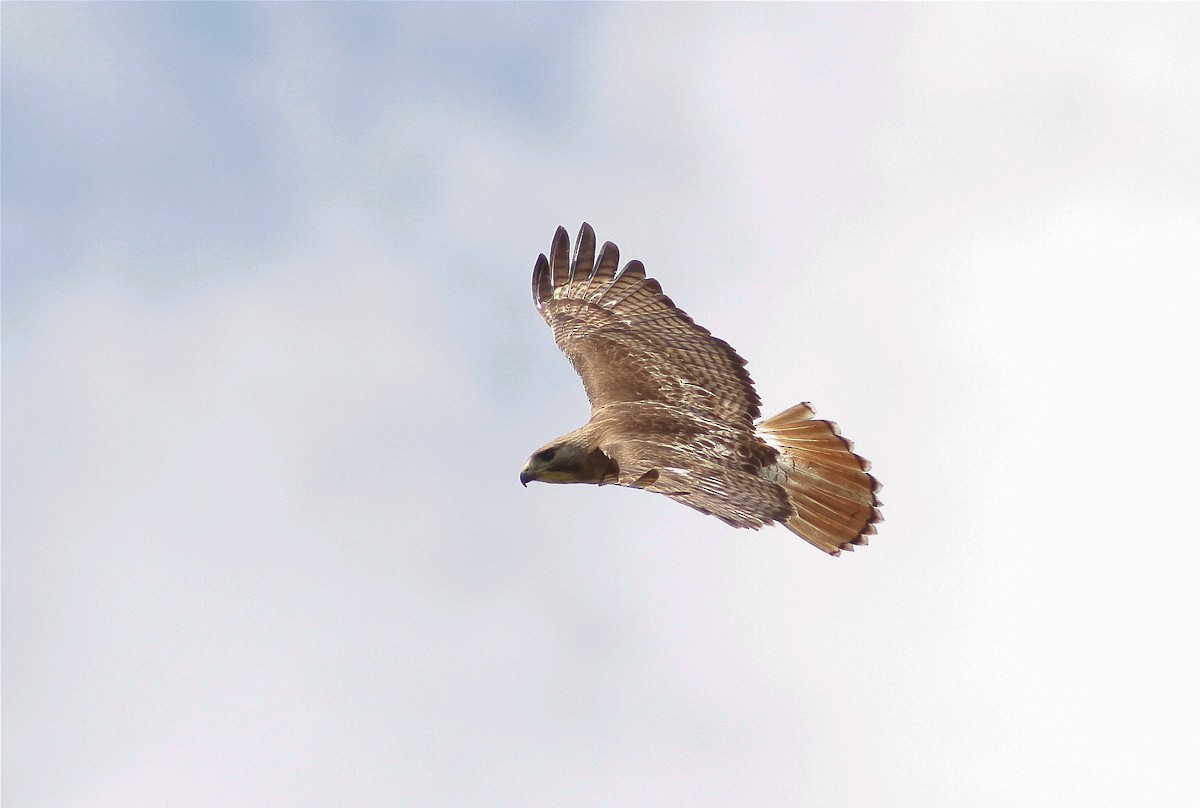 Red-tailed Hawk (borealis) - ML41112991