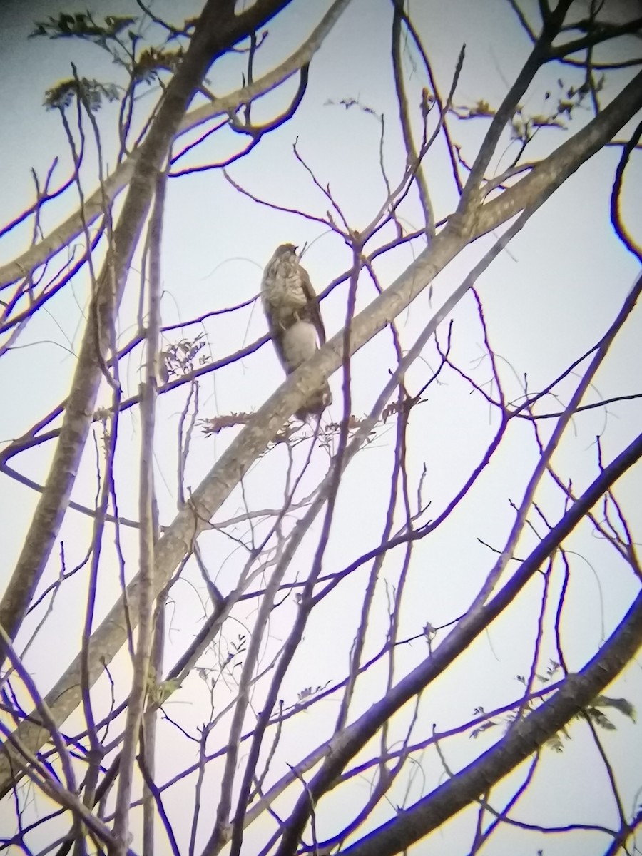 Large Hawk-Cuckoo - ML411130741