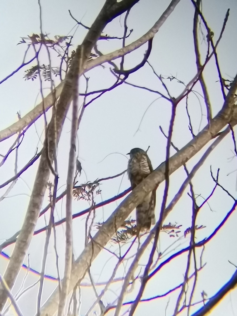 Large Hawk-Cuckoo - ML411130751