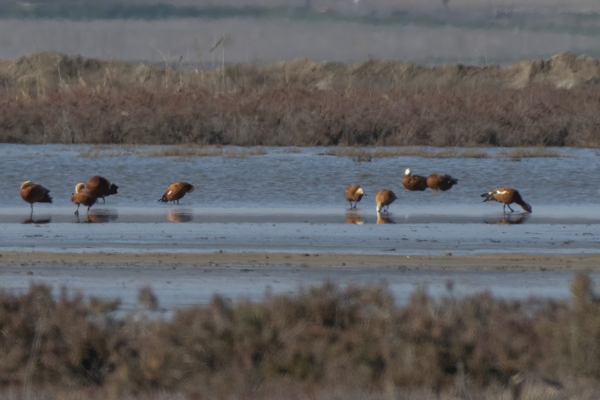 Ruddy Shelduck - ML411131801