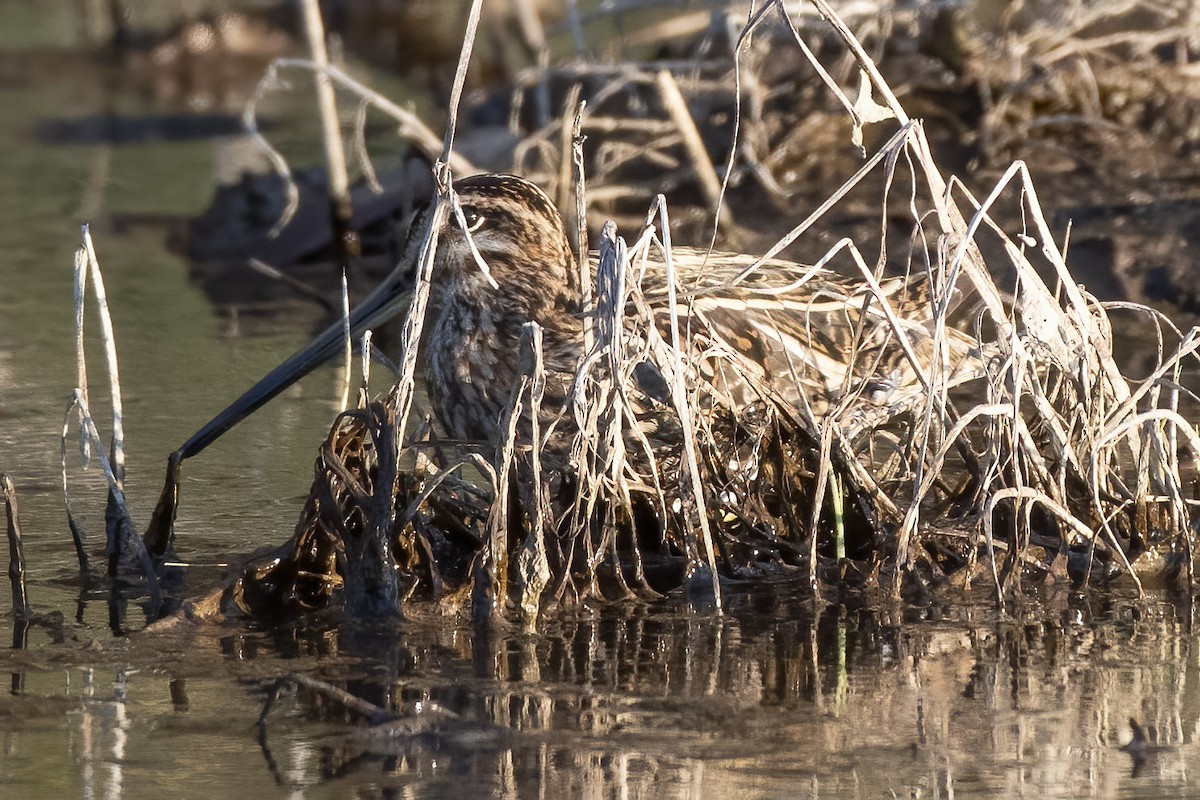 Common Snipe - Göktuğ  Güzelbey