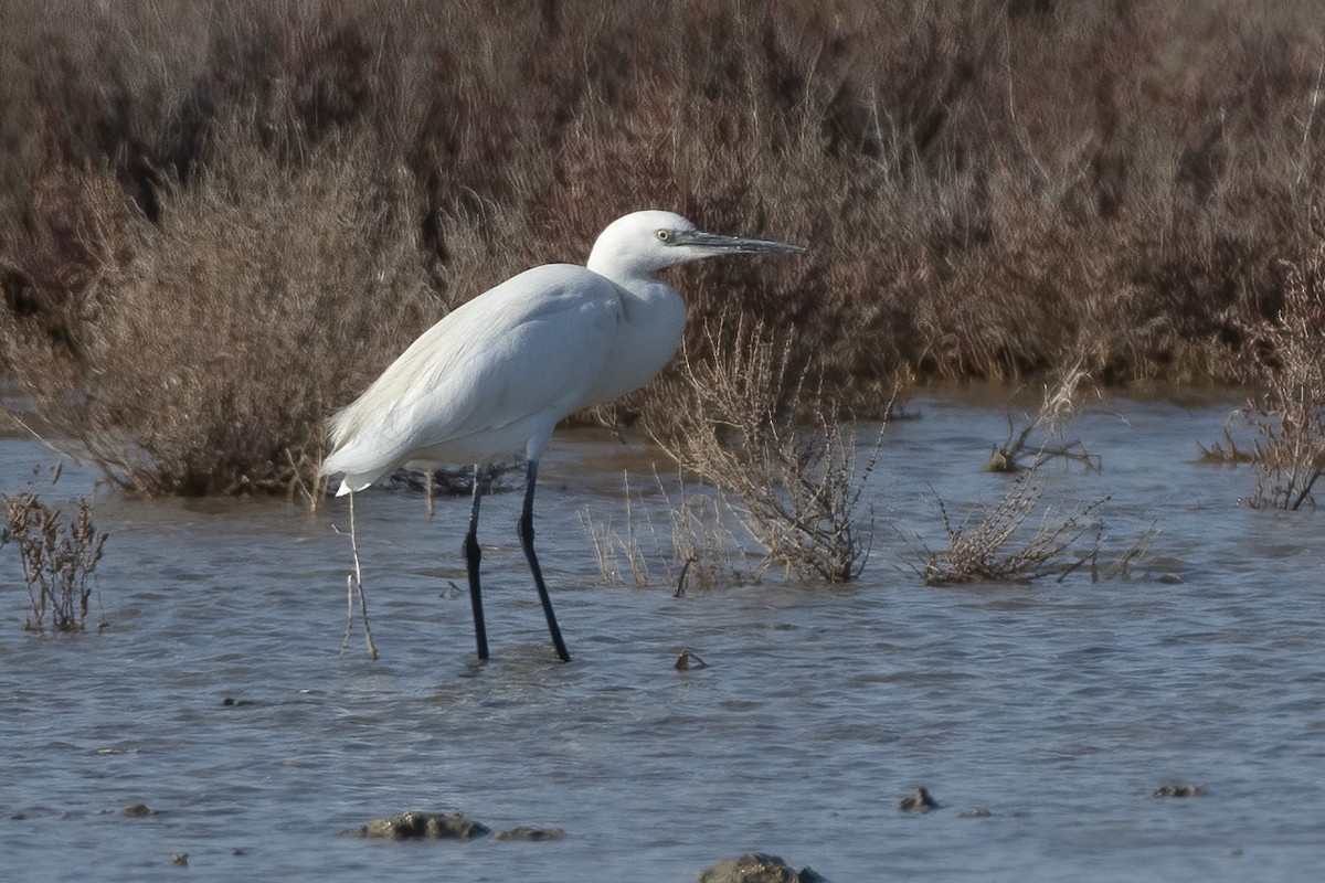 Seidenreiher - ML411132381