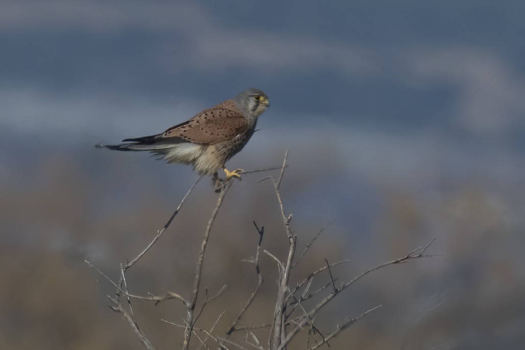 Eurasian Kestrel - ML411132441