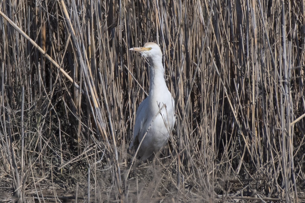 Western Cattle Egret - ML411132571