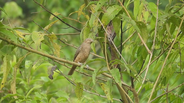 Plum-throated Cotinga - ML411133361