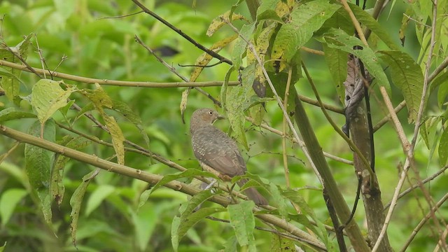 Plum-throated Cotinga - ML411133391