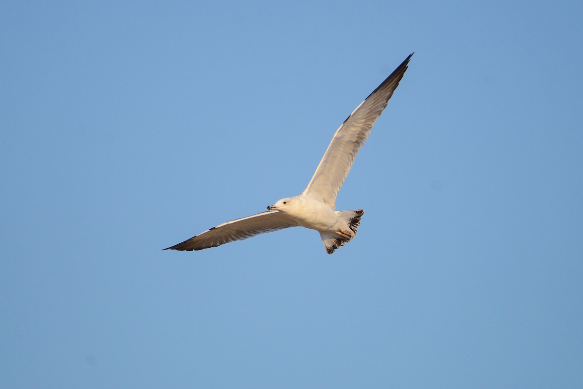 Lesser Black-backed Gull - ML411134891